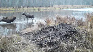 В Рязанской области бобры случайно сделали ловушку для лосей
