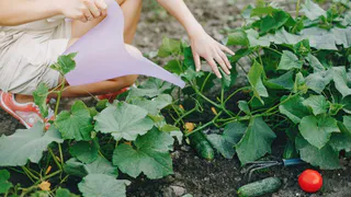 Защищаем огурцы от мучнистой росы: рассказываем, как избавить овощи от заболевания —  полезные советы опытной огородницы