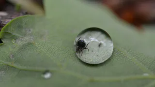 Кому нужно избегать леса и парки? Клещ любит именно эту группу крови