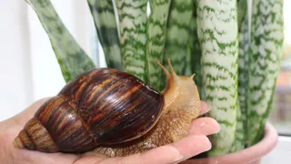 В Ядринской детской библиотеке появилась улитка по имени Мэри Поппинс