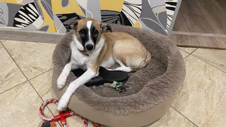 Маленькие снаружи, львы внутри: 4 крошечные породы собак - защитят дом лучше любой овчарки