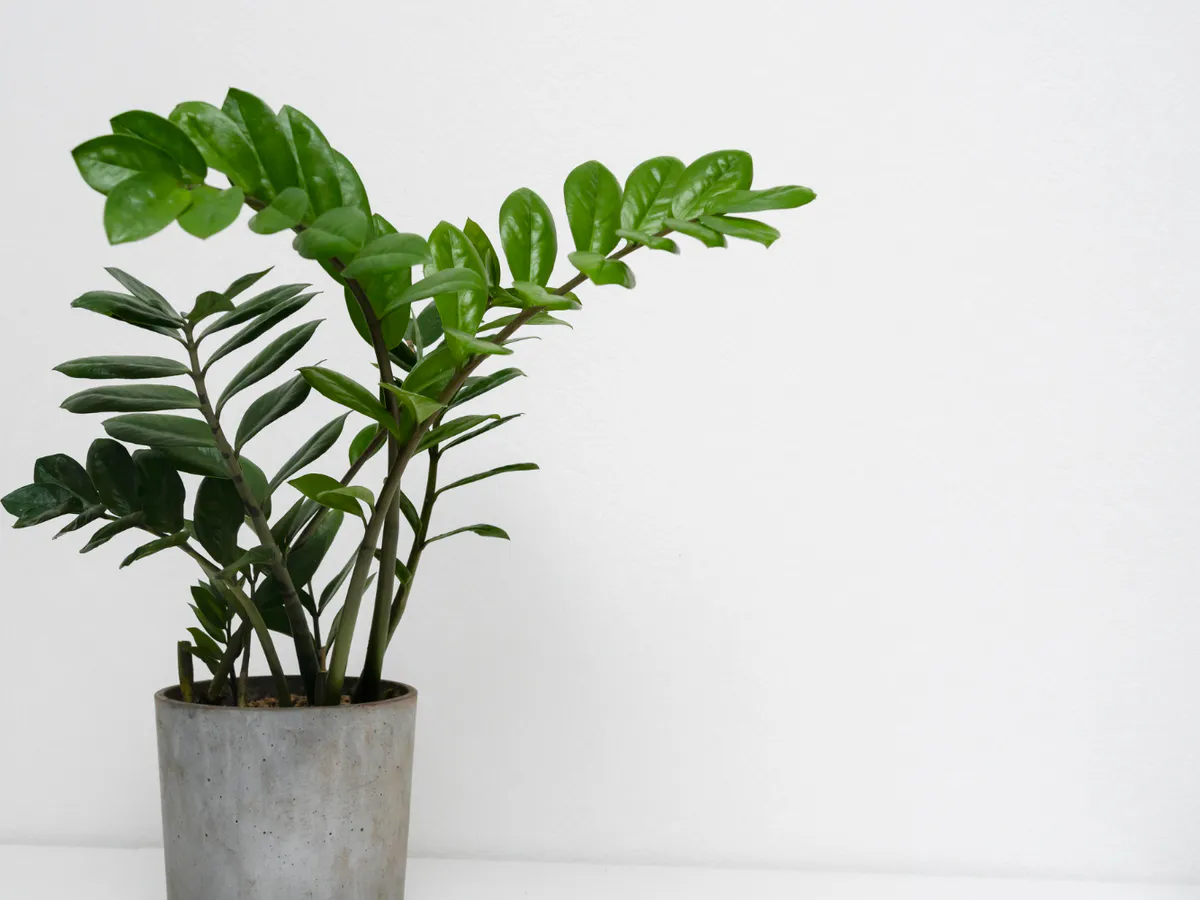 Как правильно подкармливать замиокулькас для пышного роста и здоровья