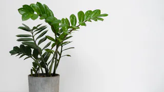 Один раз в 2 недели замиокулькасу — обязательно: льём 100 грамм воды – и "лысое" растение в прошлом