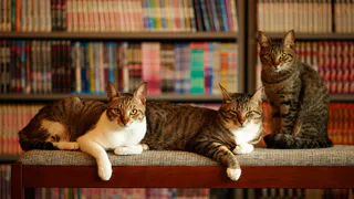 Количество домашних животных в квартирах могут ограничить 