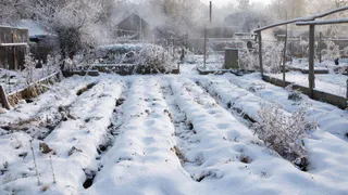 3 крупы из магазина заменяют мне гору навоза. Раскидываю зимой по снегу, весной удобрения не покупаю