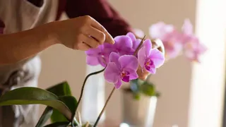 Орхидеи покроются бутонами и цветут без остановки — в Сеть слили подкормку от бывалых цветоводов
