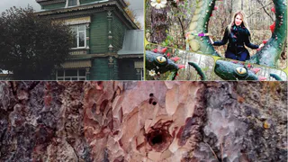 Рязанское утро в Инстраграм:старинный дом, сосна Сава и сказка на яву