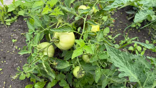 От фитофторы томатам — первым делом: в июле приходится действовать быстро — всего 25 г на ведро воды, и больше забот не знаю