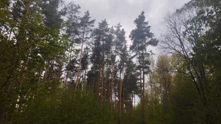 В Рязанской области восстановят 3,6 га леса 