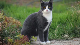 В Рязани состоится митинг в защиту бездомных животных