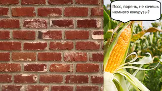 ProДелки: наркотики в кукурузе, срок за мед и рязанский Fallout