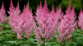 Посадите этот многолетник на даче — и наслаждайтесь отдыхом пока соседи потеют над клумбами: не требует ухода и выживает в суровые морозы 