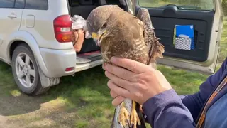 В Ковровском районе охотинспектор спас раненого канюка