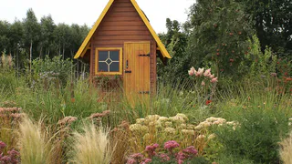 Растут почти у всех: теперь за выращивание этих популярных цветов на даче дают до 2 лет тюрьмы