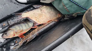 На «коми-море» у рыбаков-браконьеров отобрали улов и сети