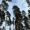 Телеведущая Мария Ситтель призвала пензенцев активнее выбирать территории для благоустройства