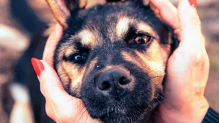 Дай лапку: Лео, Муся и Дина в поисках хозяев