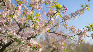 Растворите 30 гр. в 10 л. воды – и монилиоз с паршей канут в Лету: как обработать яблони и вишню весной