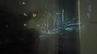 В Рязани на улице Юбилейной дерево упало на козырек подъезда и оборвало провода