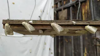 Биолог объяснила нашествие шелкопряда в Рязанской области