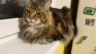 Каких людей не переносят кошки: 6 признаков кошачьей антипатии - проверьте себя