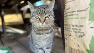 В касимовской деревне ввели карантин из-за бешенства