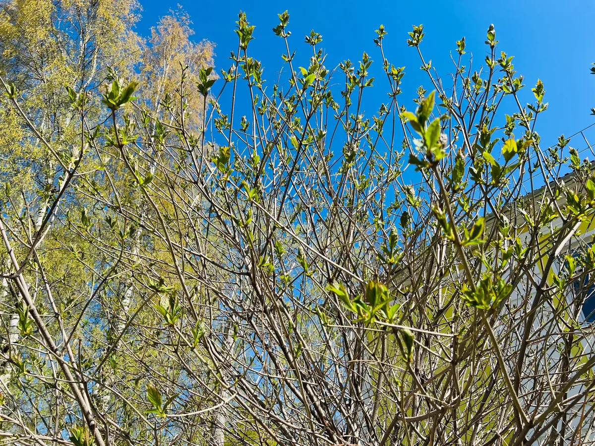 "В середине июня придет безумная аномалия". Синоптики предупредили, что нас ждет