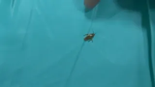 В рязанском кардиодиспансере пациенты пожаловались на «нашествие» тараканов