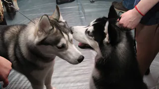 Правительство составит перечень опасных пород собак – мнения рязанцев