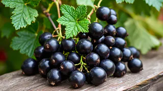 35 гр. на ведро — и смородина вырастет крупнее винограда и слаще меда: урожай придется собирать мешками