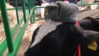 В  Брянске на Свенской ярмарке коров нарядили в форму Советской армии