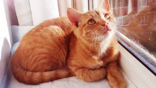 Дай лапку: Бетти, Суши и Яшка ищут новый дом