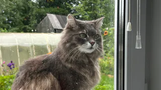 Ветеринар предупредил горожан: ссоры владельцев провоцируют болезни у кошек и собак