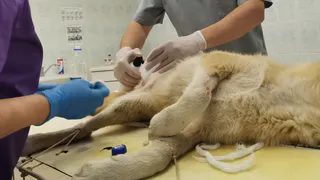 В Коми запустили бесплатную стерилизацию домашних животных