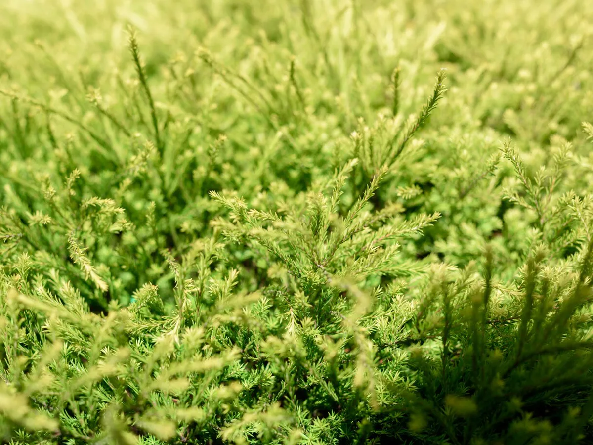 Это универсальное растение для вашего сада