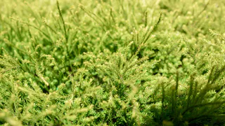 Это универсальное растение для вашего сада