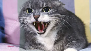 Бешенство в Путятино: район закрыли на карантин