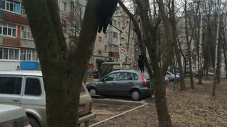 В Рязани между садиком и школой привязаны мертвые грачи