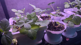 Только эти сорта клубники посажу в 2026 году: мой честный рейтинг ягод-работяг - плодоносят до октября по 5 кг с куста