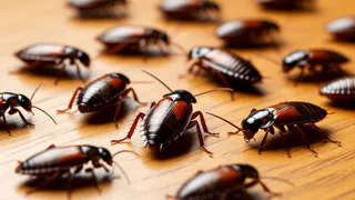 Китайцы избавляются от тараканов только так: смешиваем 2 средства – и усачи бегут, стуча копытами