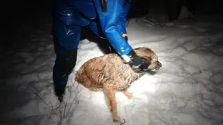 Пензенские спасатели героически спасли собачку из холодной воды