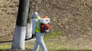 Во Владимире началась весенняя обработка зелёных зон от вредителей и клещей
