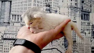 В Новомичуринске Рязанской области из электрощитка спасли двухнедельного котёнка