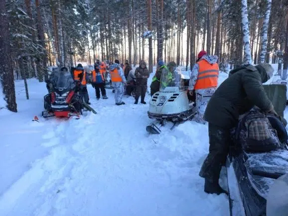 Во Владимирской области волки начали часто выходить из леса