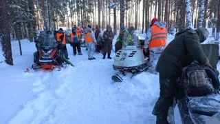 Во Владимирской области волки начали часто выходить из леса