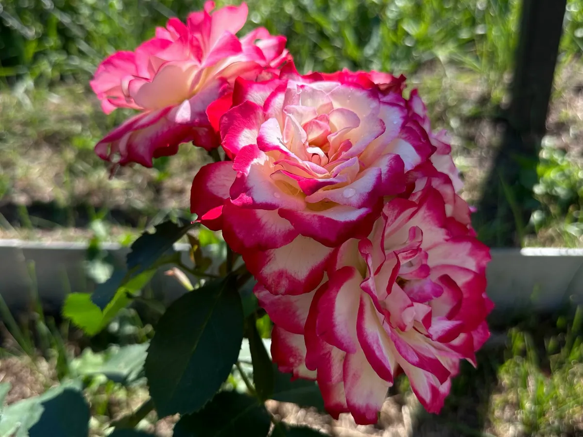 Стало известно, когда в Татарстане откроется первый розарий