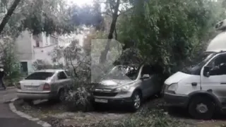 В Рязани из-за сильного ветра на припаркованные машины упало дерево