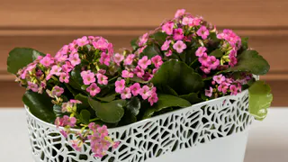 Всего 1 чашку под декабрист — и цветы пойдут на каждом побеге: сработает, даже если куст не цвел 10 лет