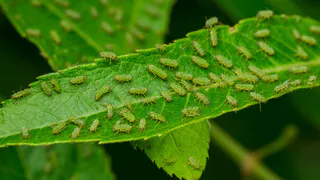 Одна капля на ствол яблони – и вся тля осыплется дождем: ушлые дачники обходятся без агрессивной химии – и экономят средства
