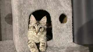 Как не надо называть свою кошку: имена, которые нужно избегать